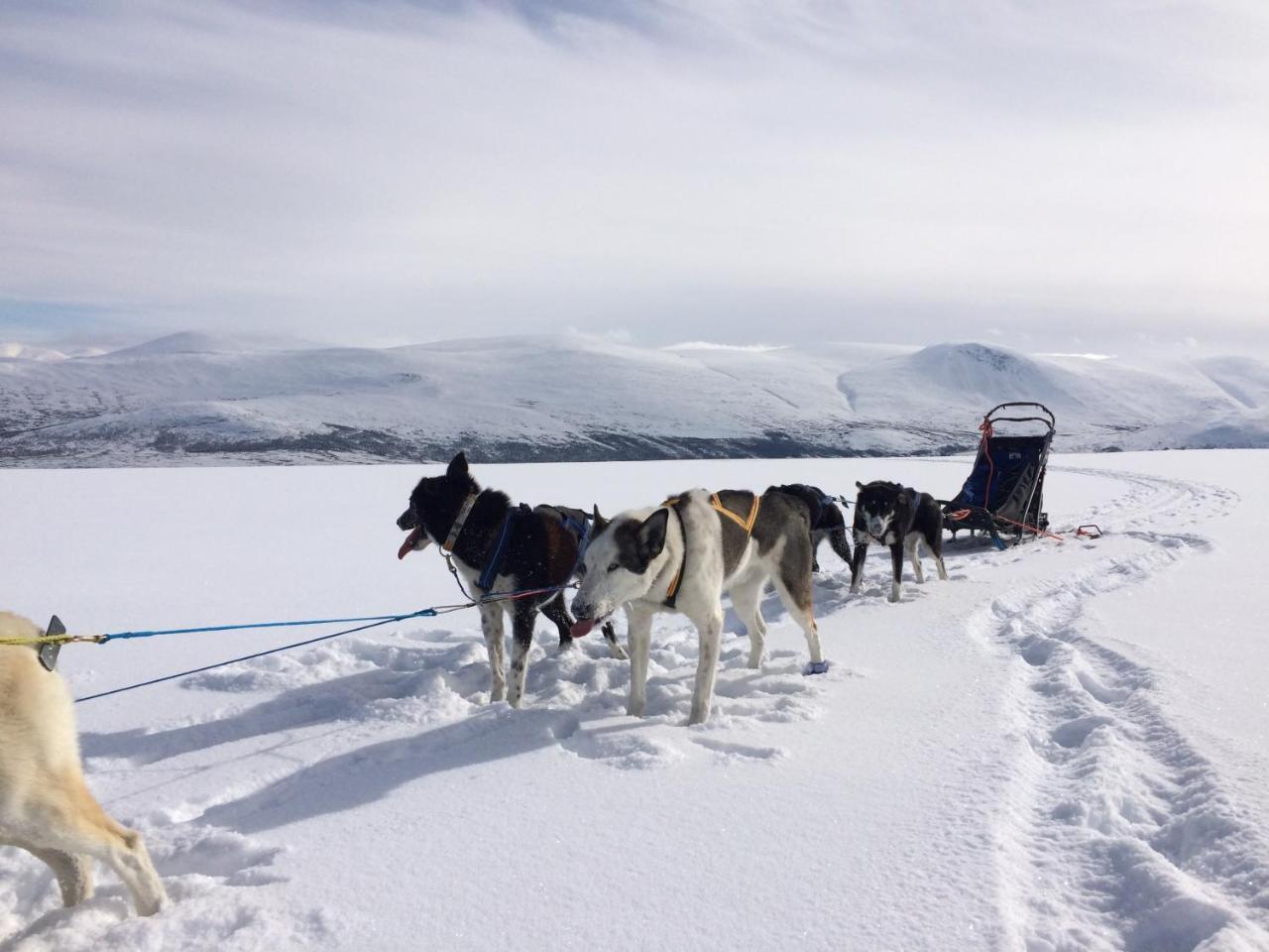 Jotunheimen Husky Lodge Randsverk Екстер'єр фото